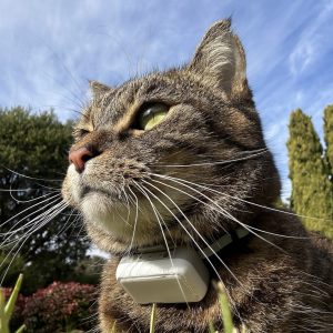 Cat GPS Tracker