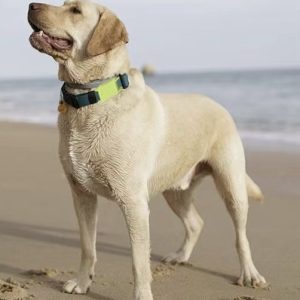 Dog GPS Tracker